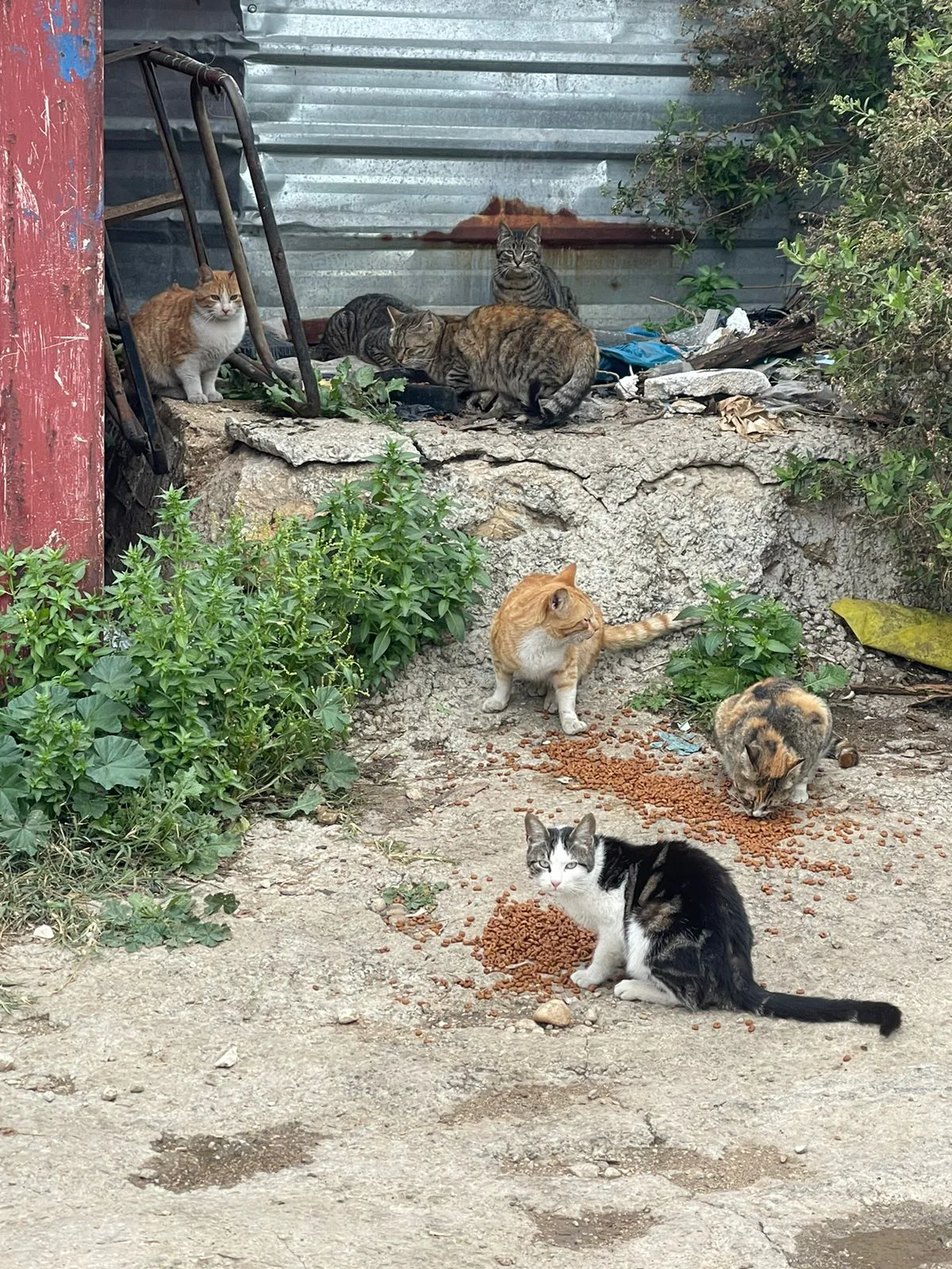 Donate crypto to stray cats spay-neuter from another country