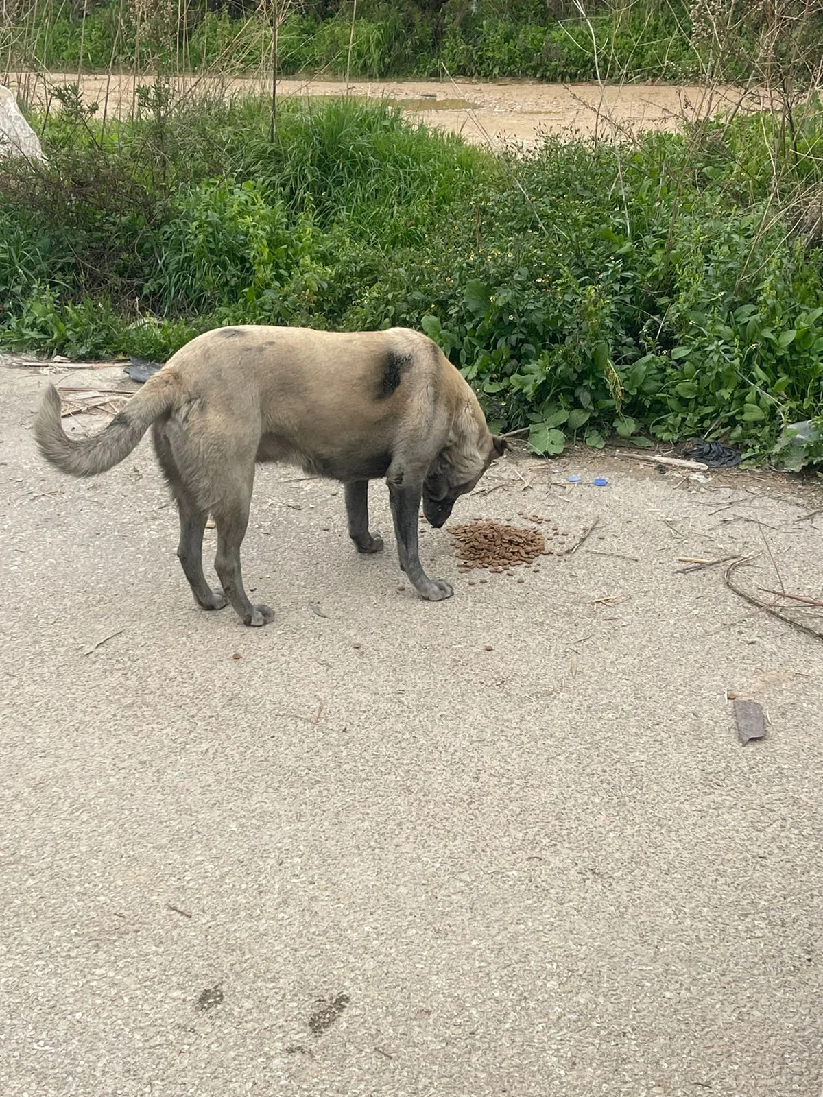Donate to animal surgery with crypto — field photo