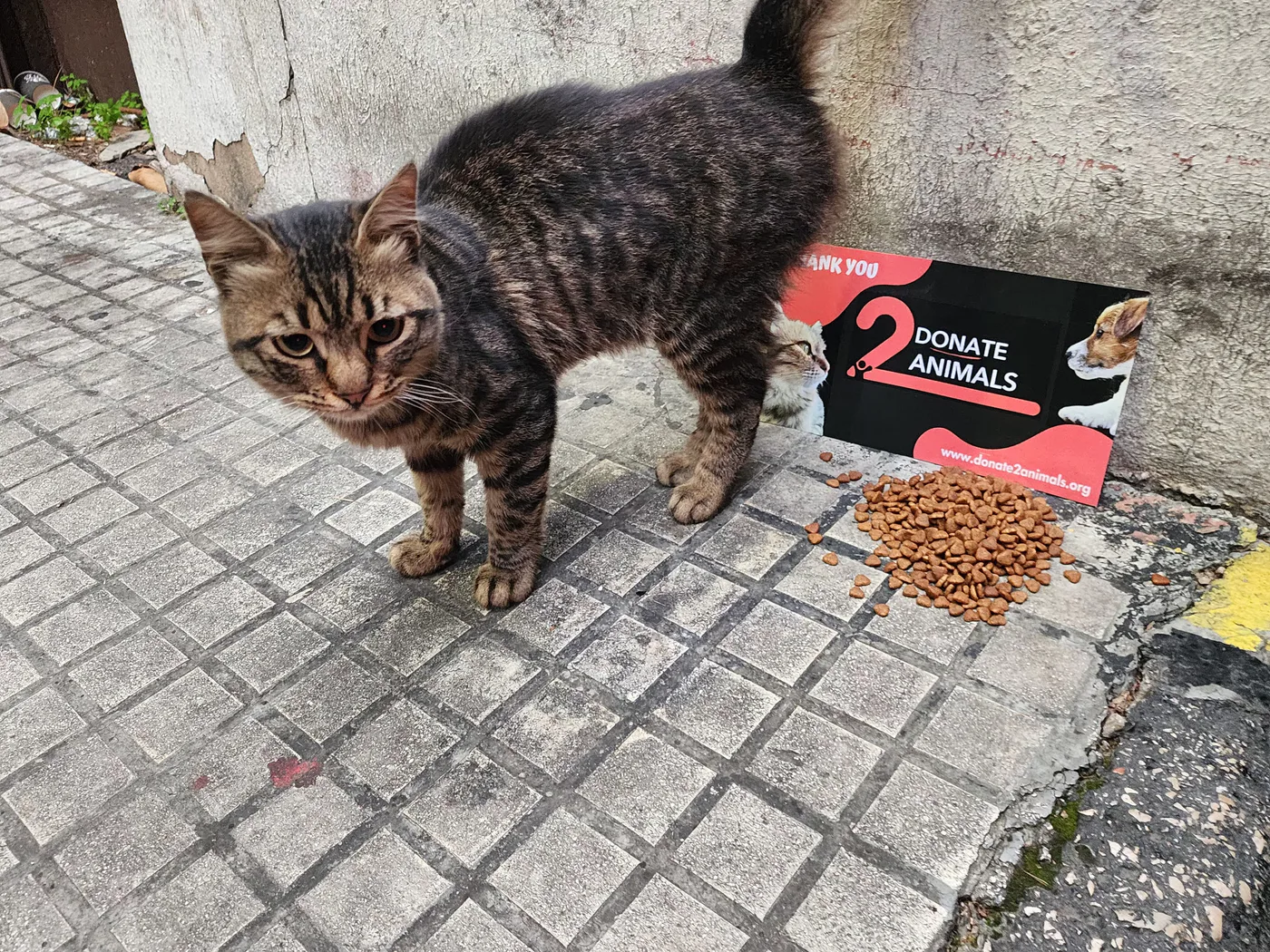 How to donate USDT to life-saving operations for stray cats