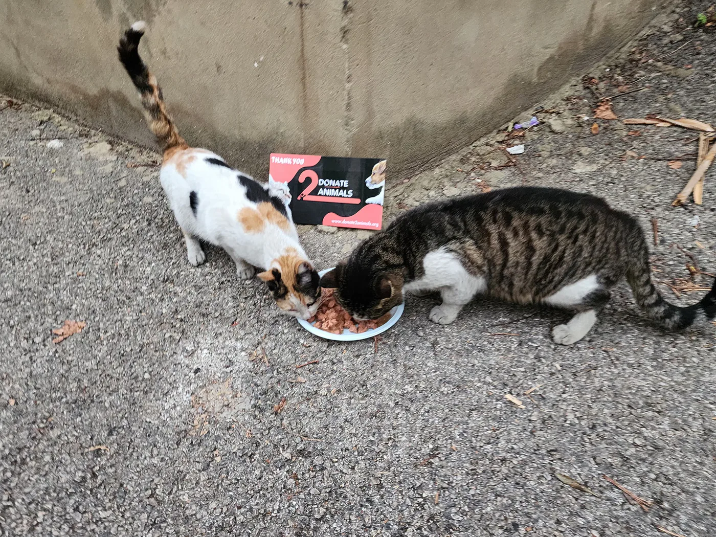 Donate to stray cats with crypto — field photo