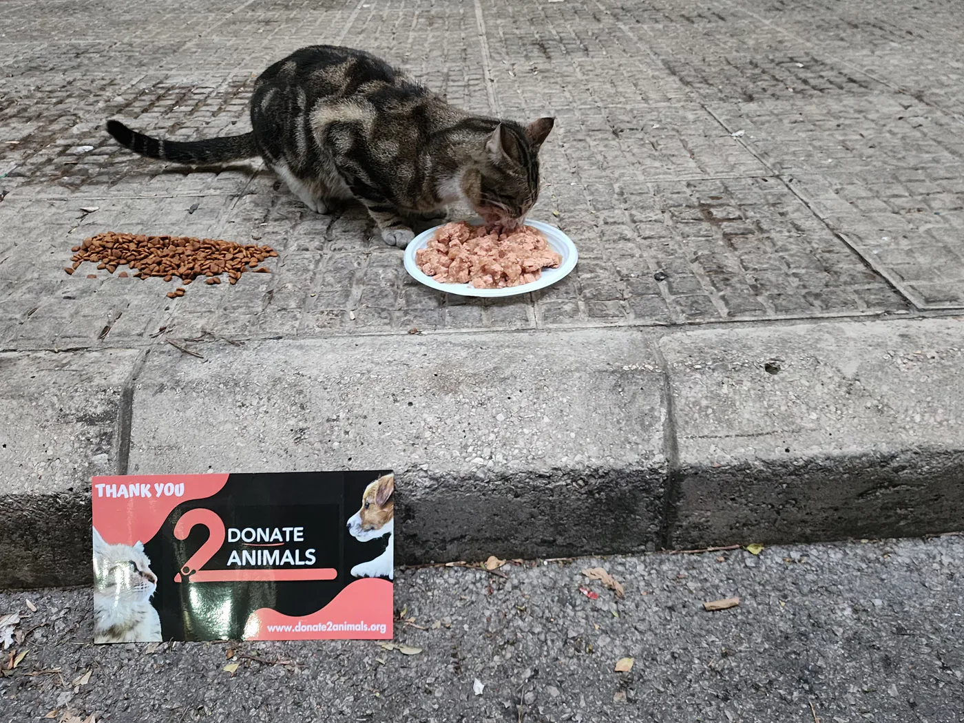 Stray cat or dog helped by donations