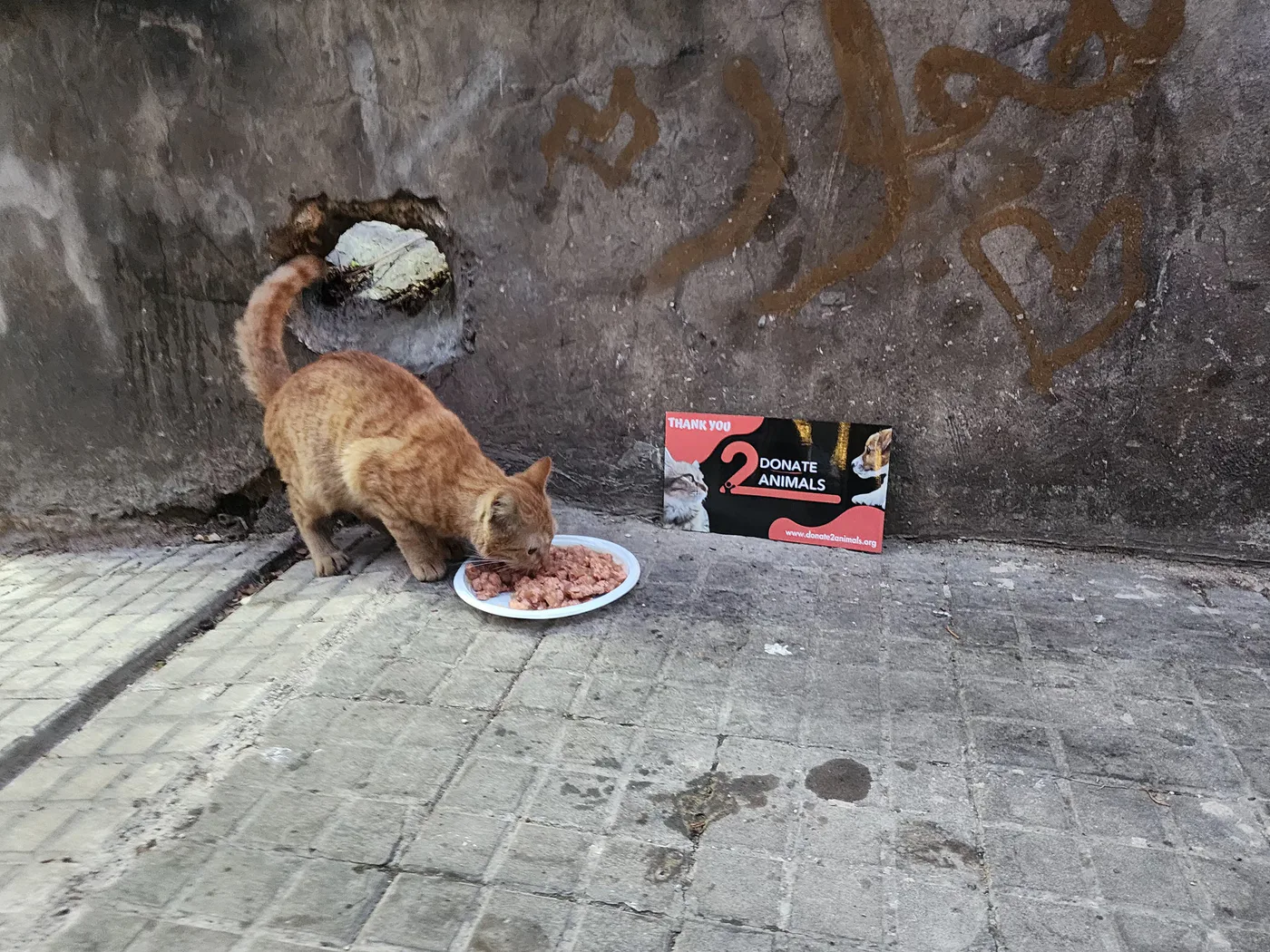 Donate TRX from your phone to street animals spay-neuter