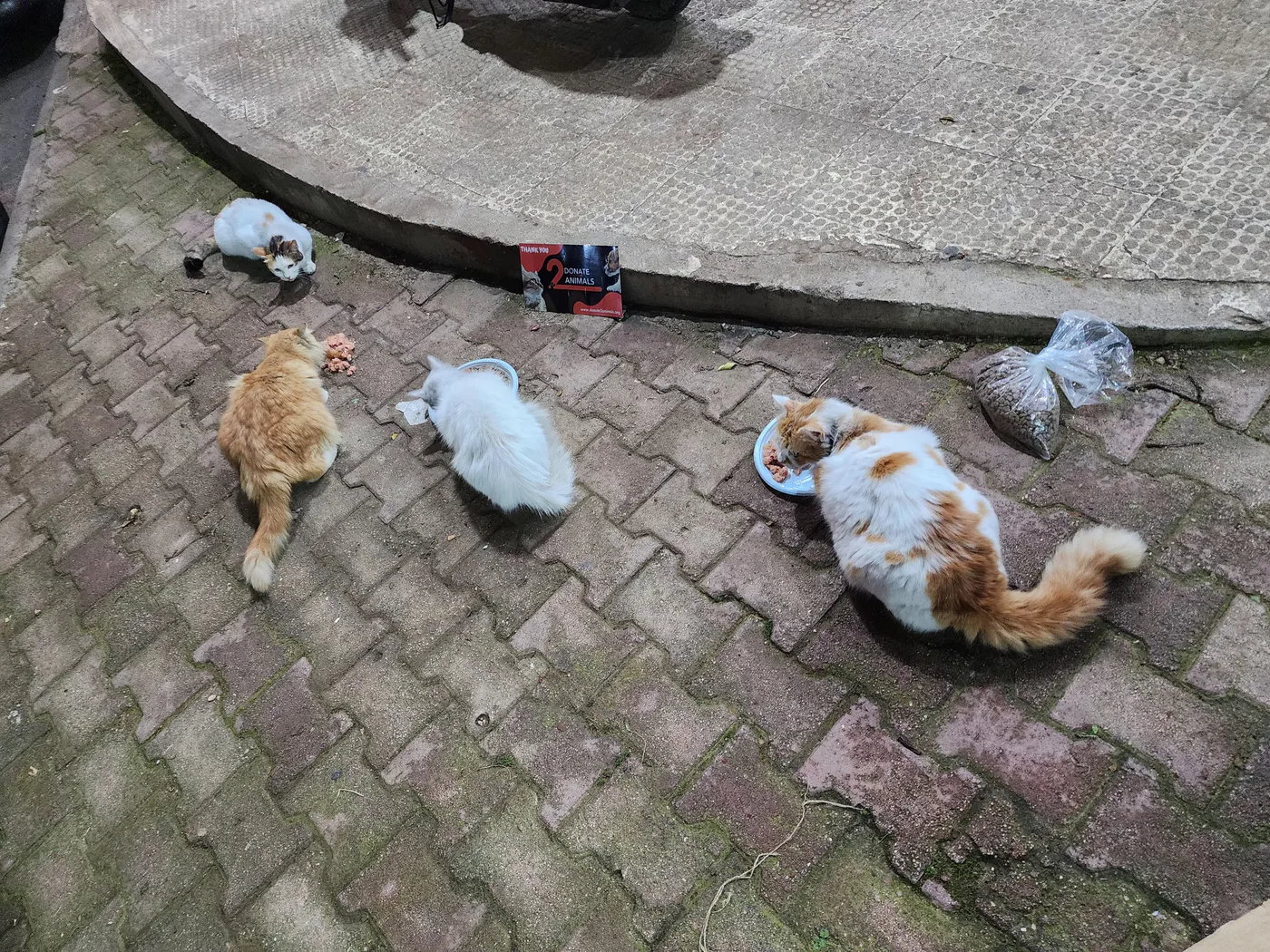 Is it safe to donate Bitcoin for stray cats feeding?