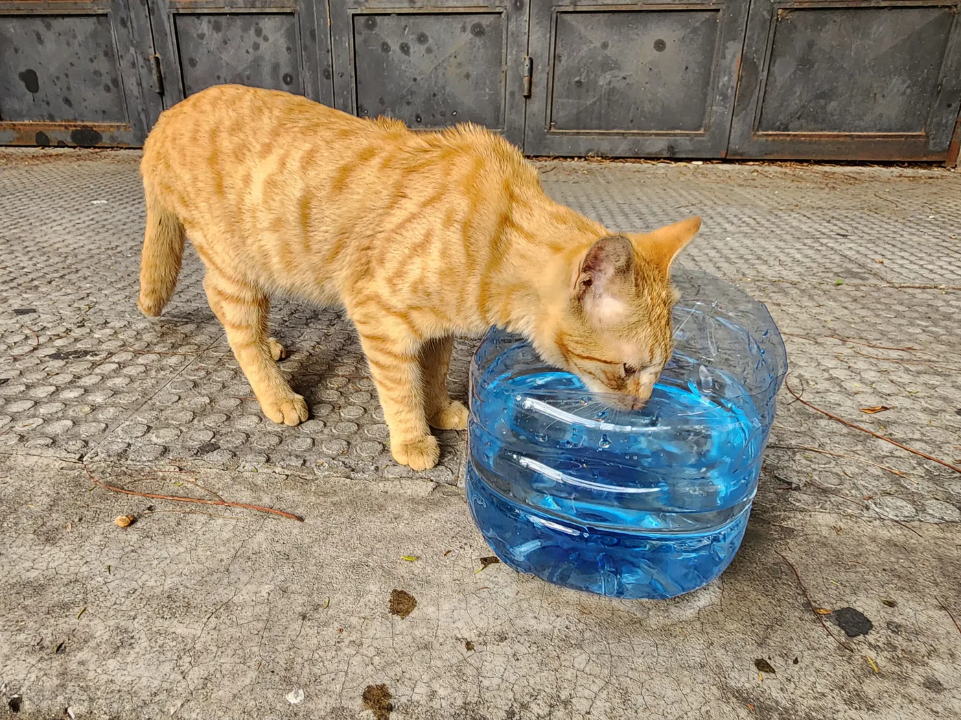 Donate USDT to stray animals — field photo