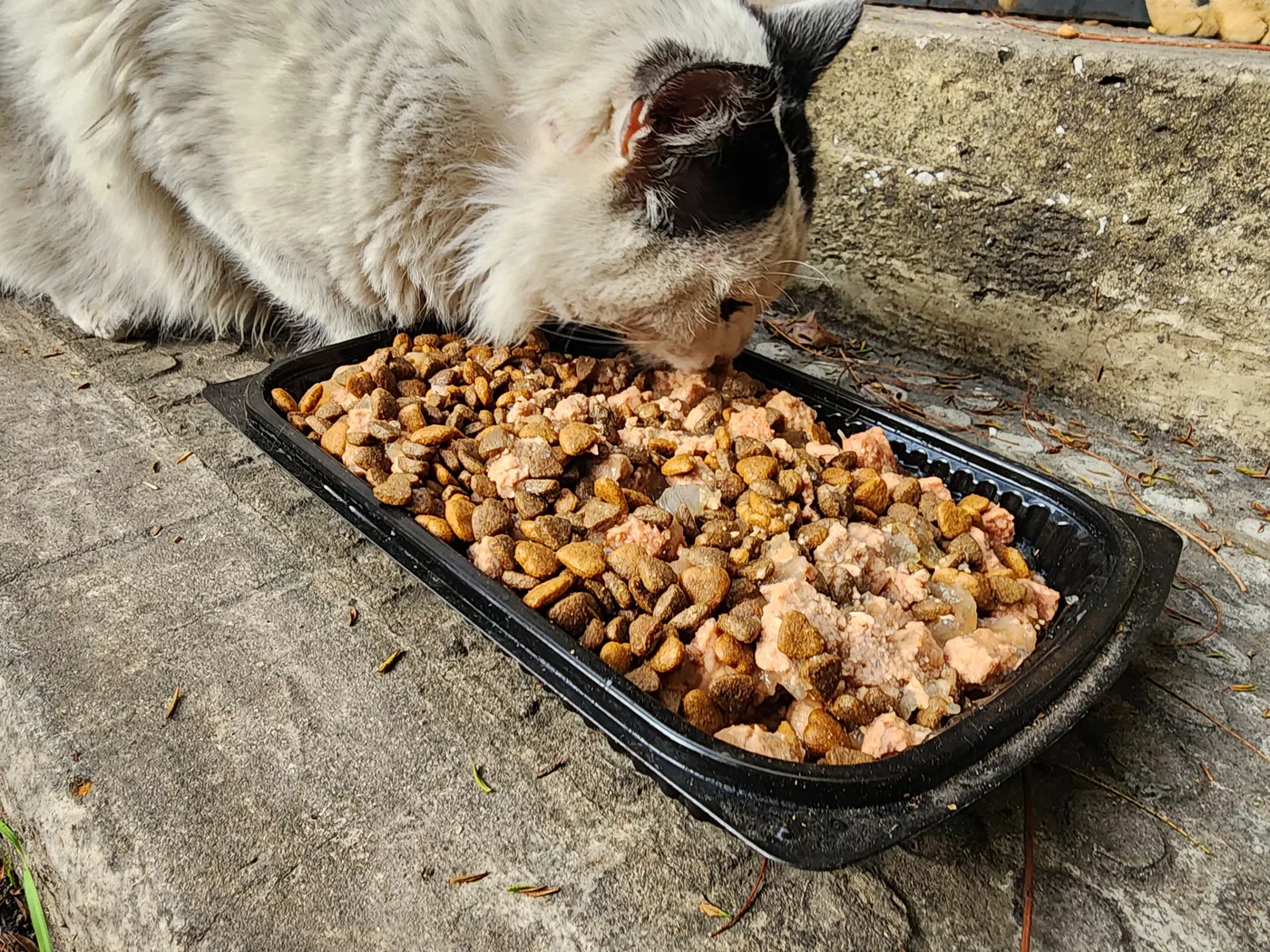 TRX emergency gift for injured cats general