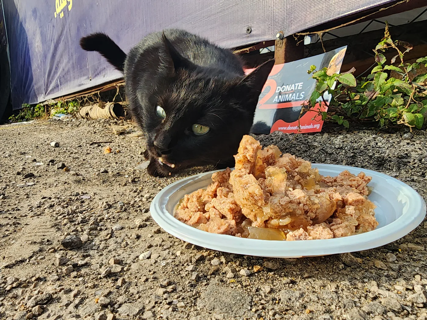 Copy the TRX wallet to help stray cats with rescue