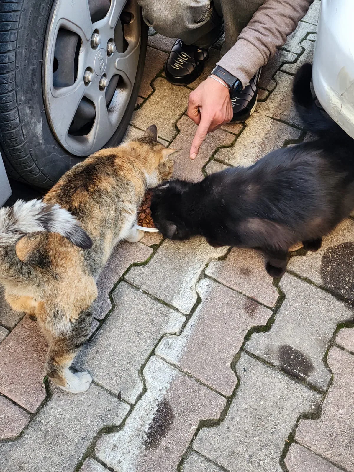USDC emergency gift for stray cats spay-neuter