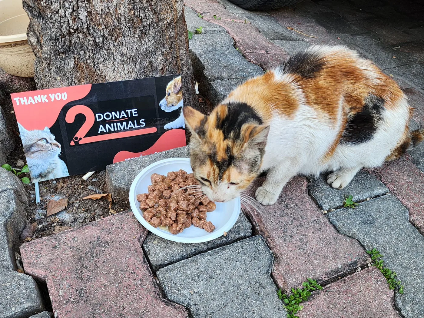 Copy the Ethereum wallet to help stray cats with general