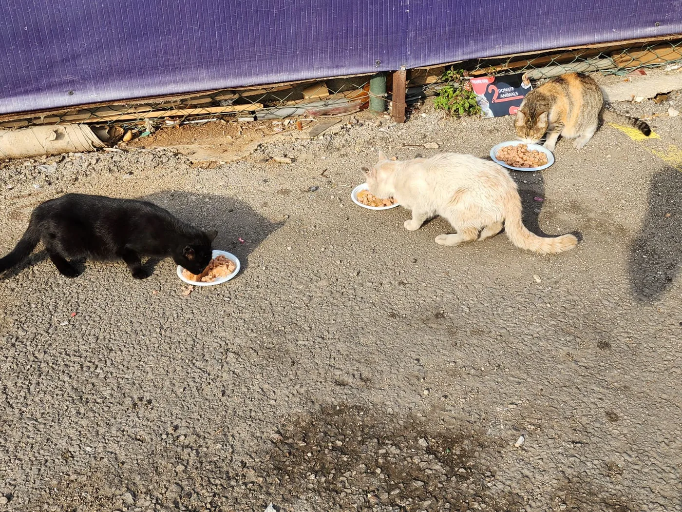 Stray cat or dog helped by donations