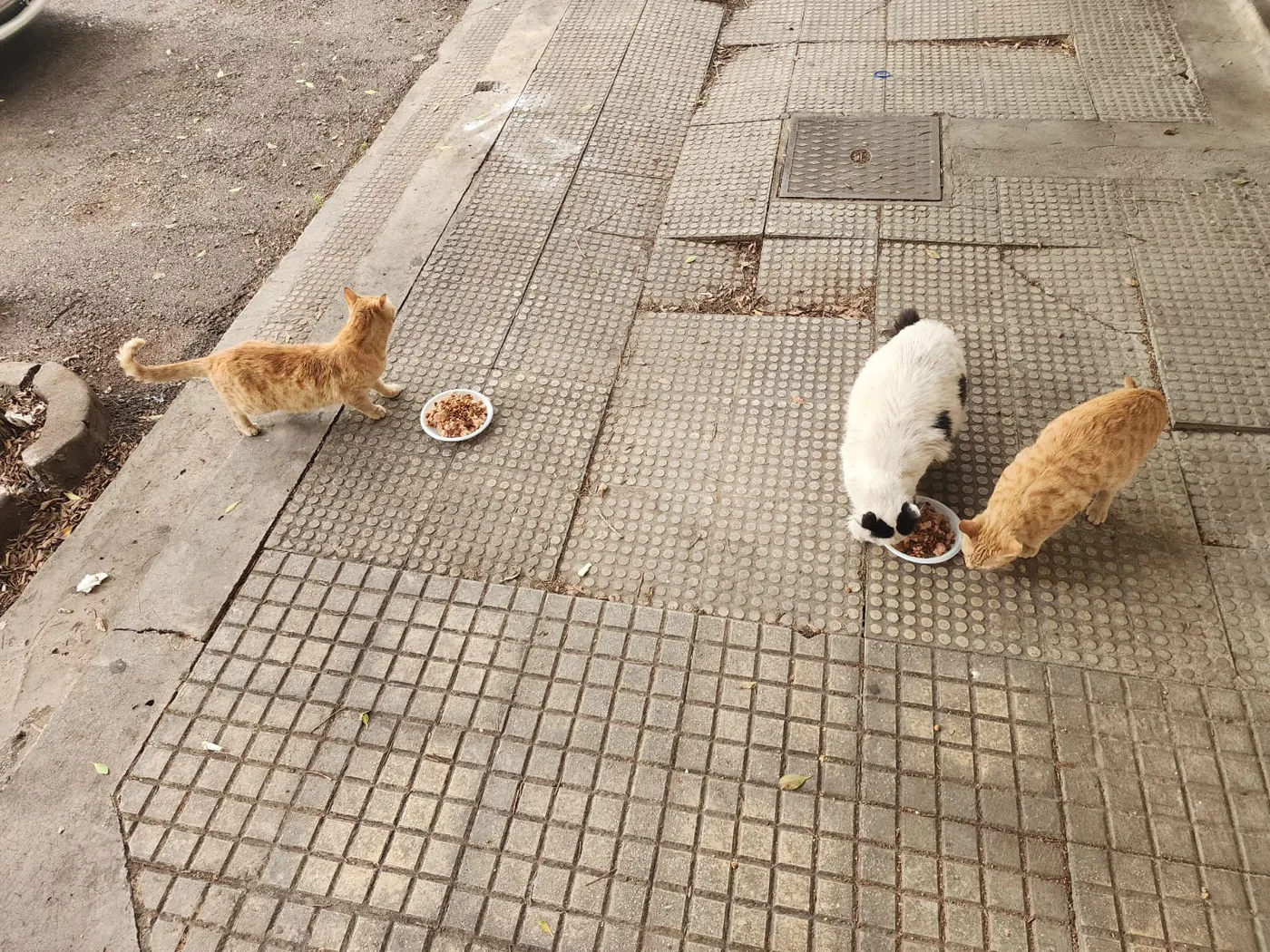 Scan a QR to donate Bitcoin to street animals (rescue)