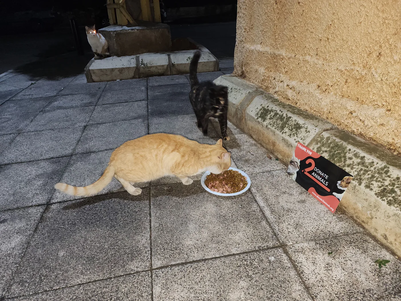 Copy the USDC wallet to help stray cats with feeding