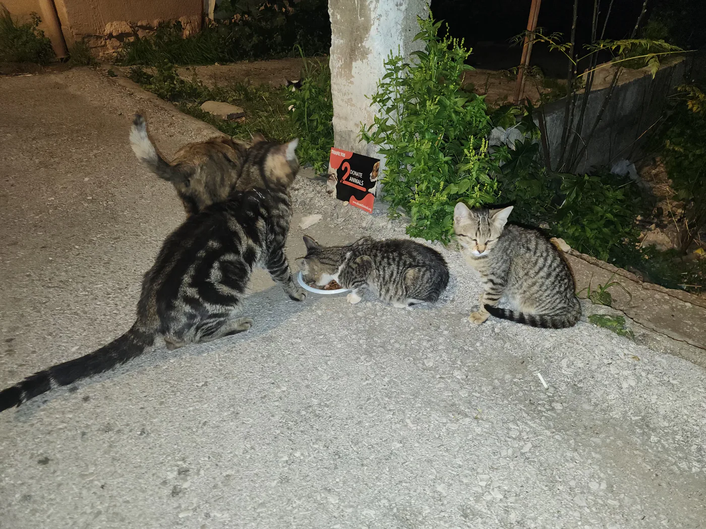 Donate Ethereum from your phone to street animals feeding