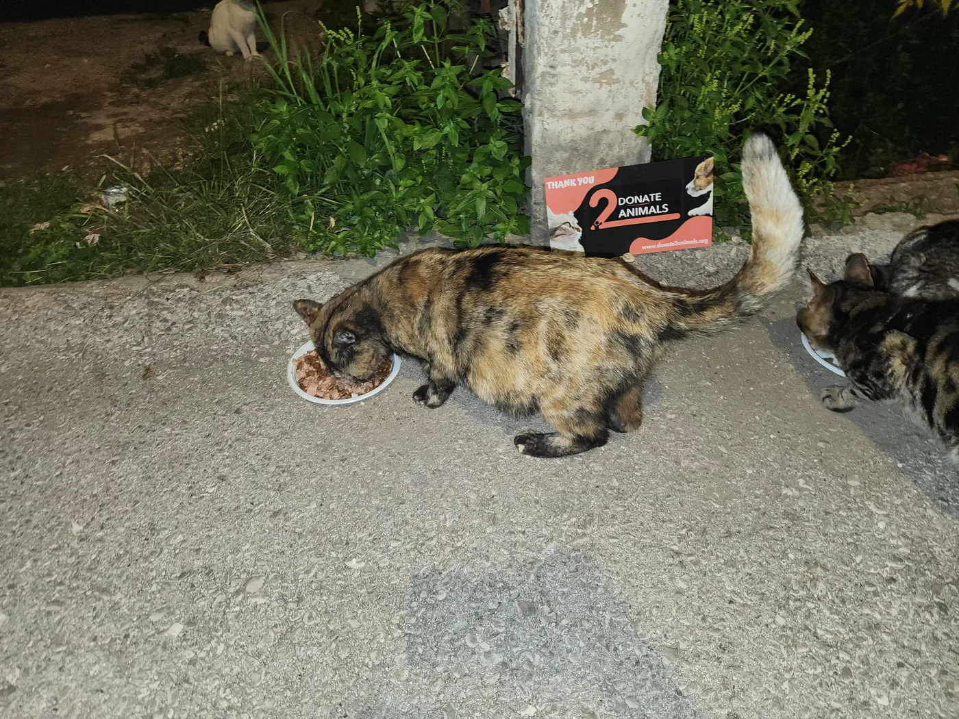 How 100% of a crypto donation reaches the animals — field photo
