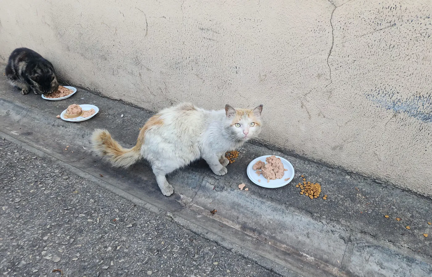 Aylık Bitcoin donation for stray cats spay-neuter