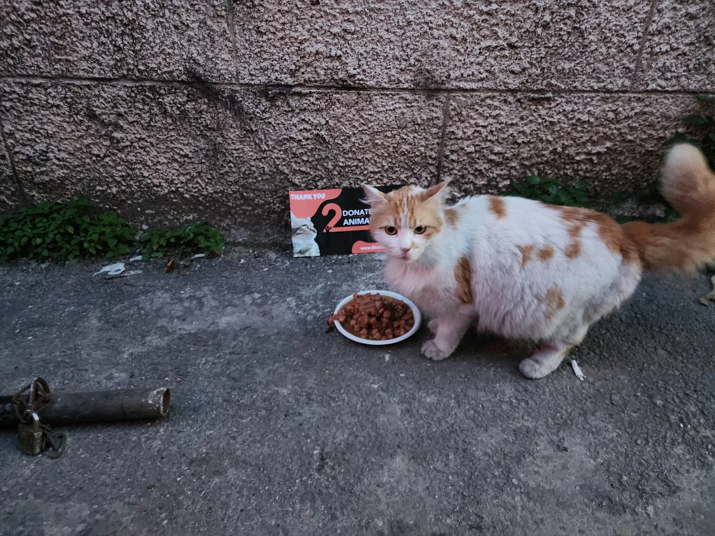 Give a monthly crypto donation to animals