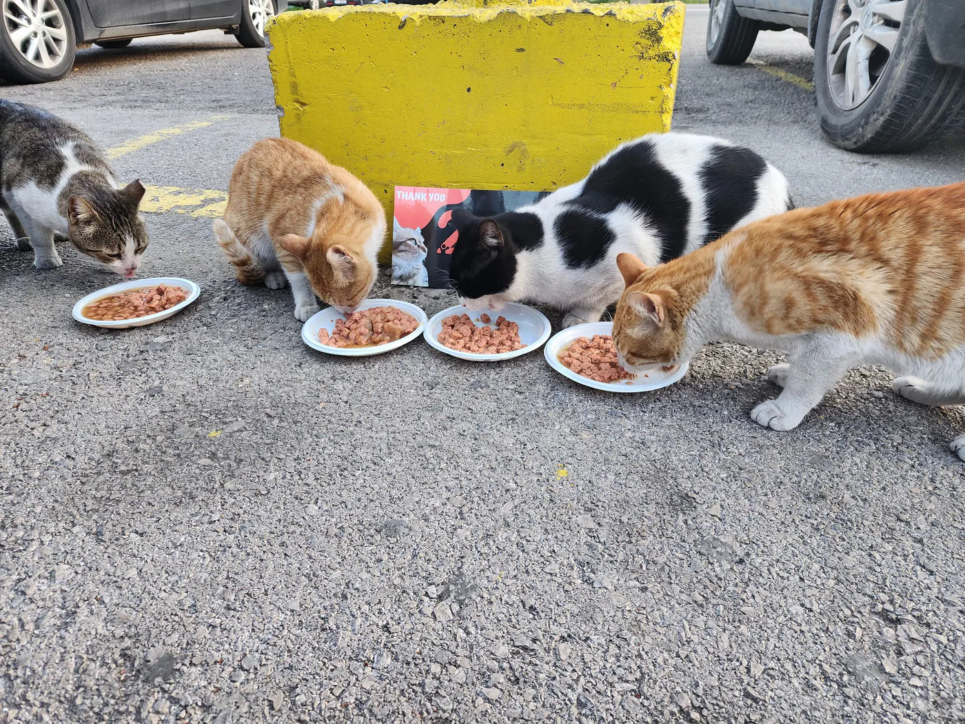 Copy the crypto wallet to help injured cats with surgery