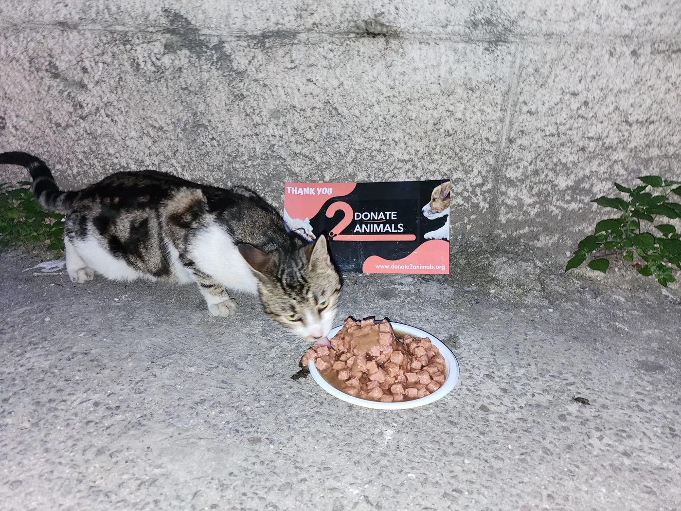 Scan a QR to donate TRX to street animals (spay-neuter)