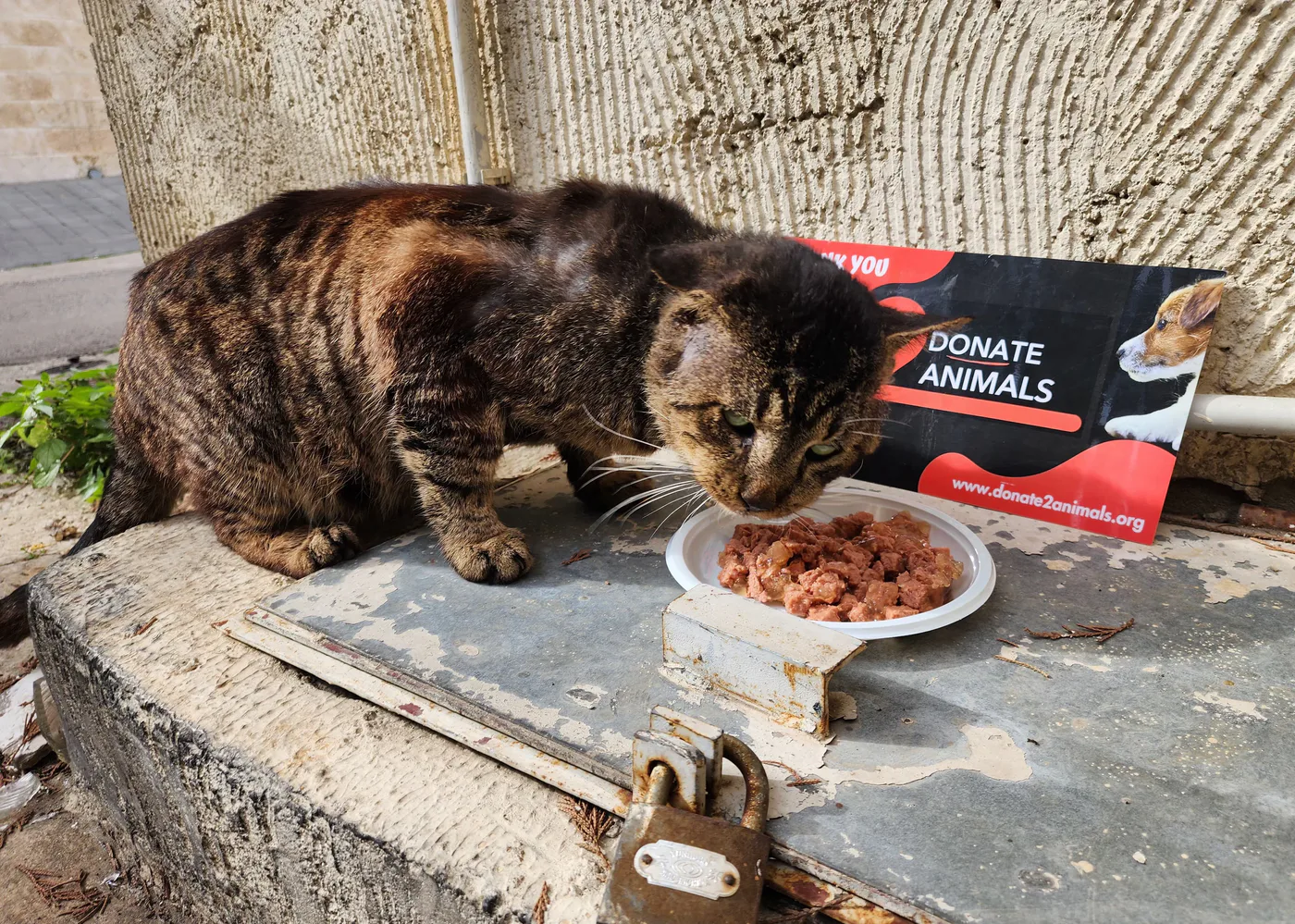 Stray cat or dog helped by donations