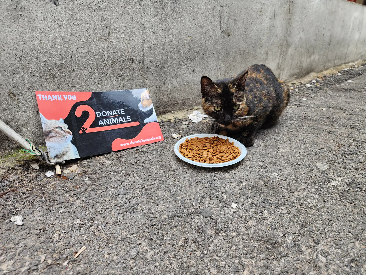 Stray cat or dog helped by donations