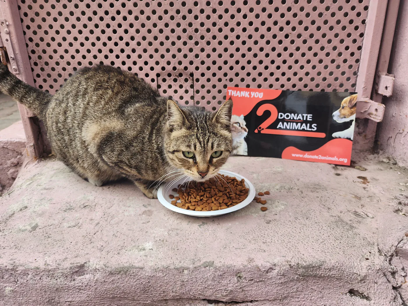 Copy the USDT wallet to help stray cats with surgery