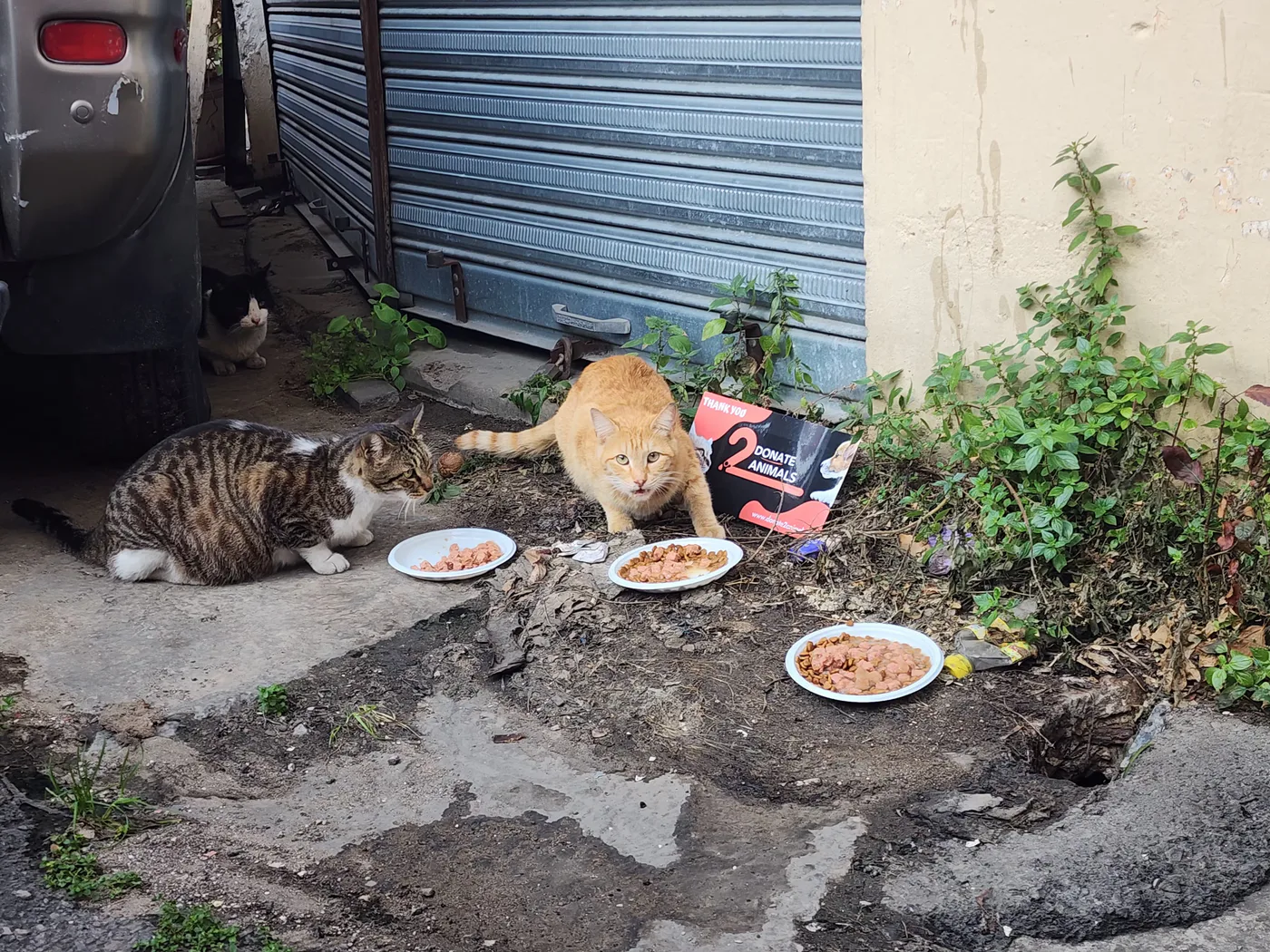 Small Bitcoin donation to feeding for kittens