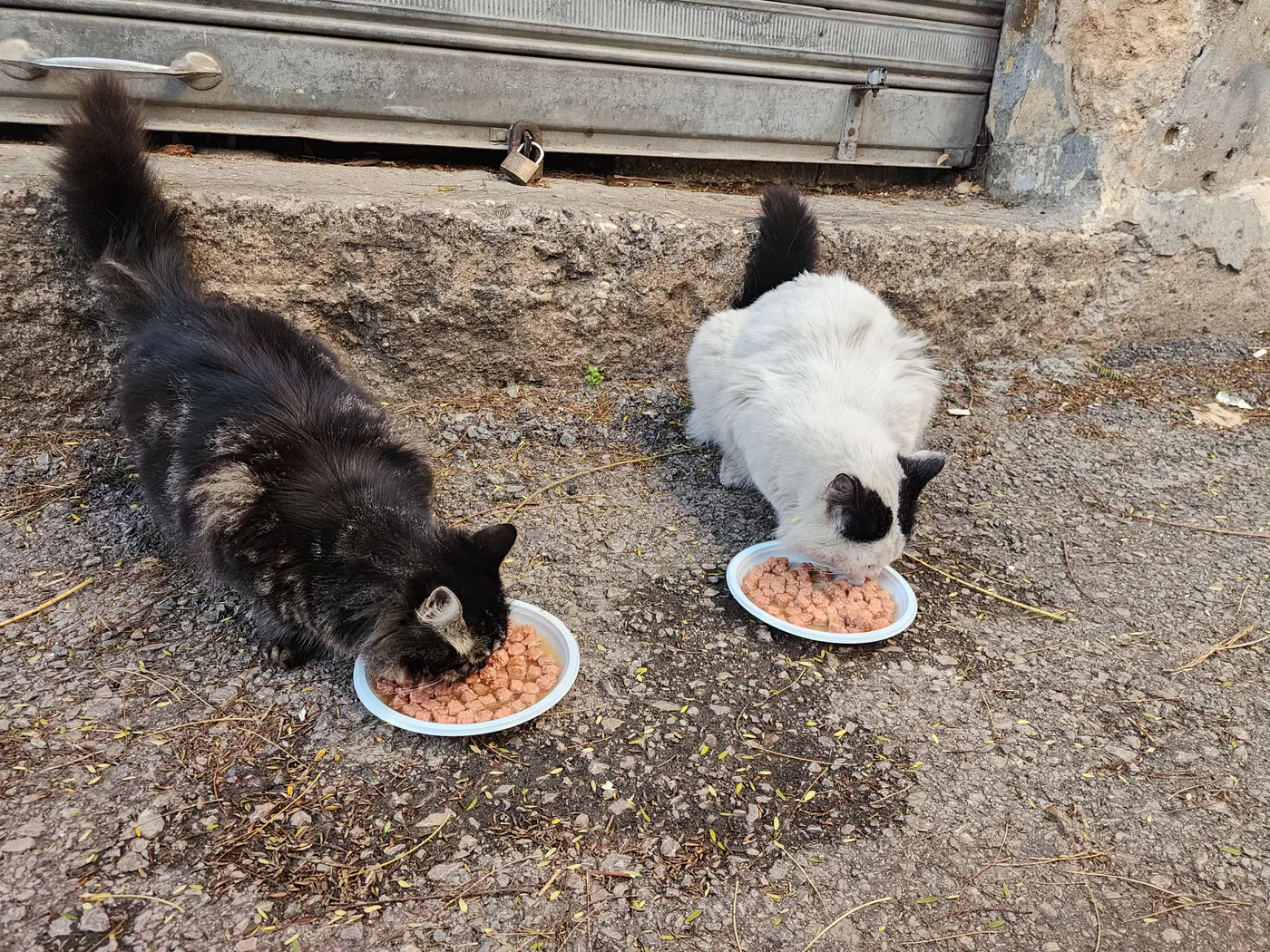 Is it safe to donate Ethereum for injured cats feeding?