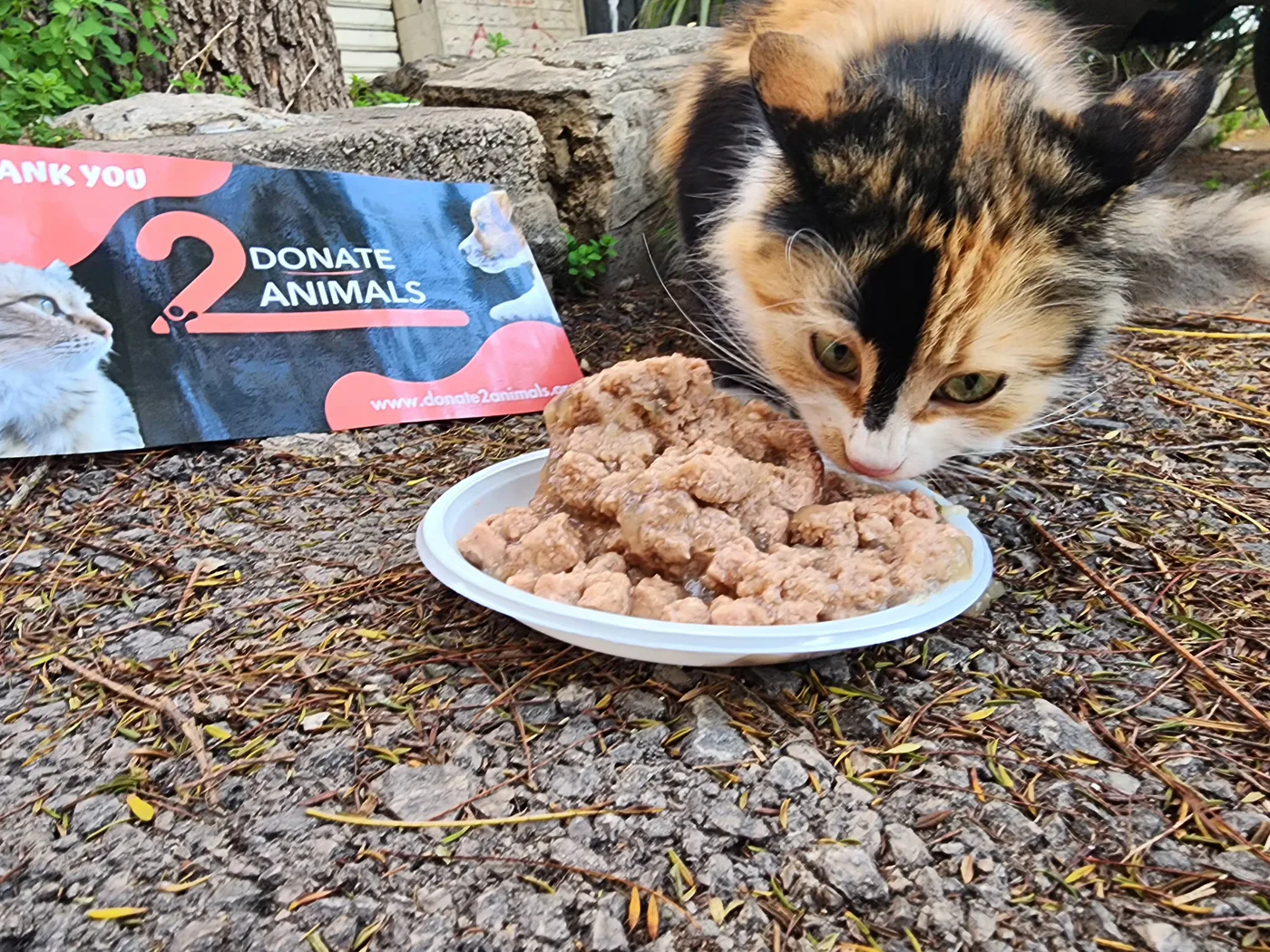 Copy the Bitcoin wallet to help kittens with spay-neuter