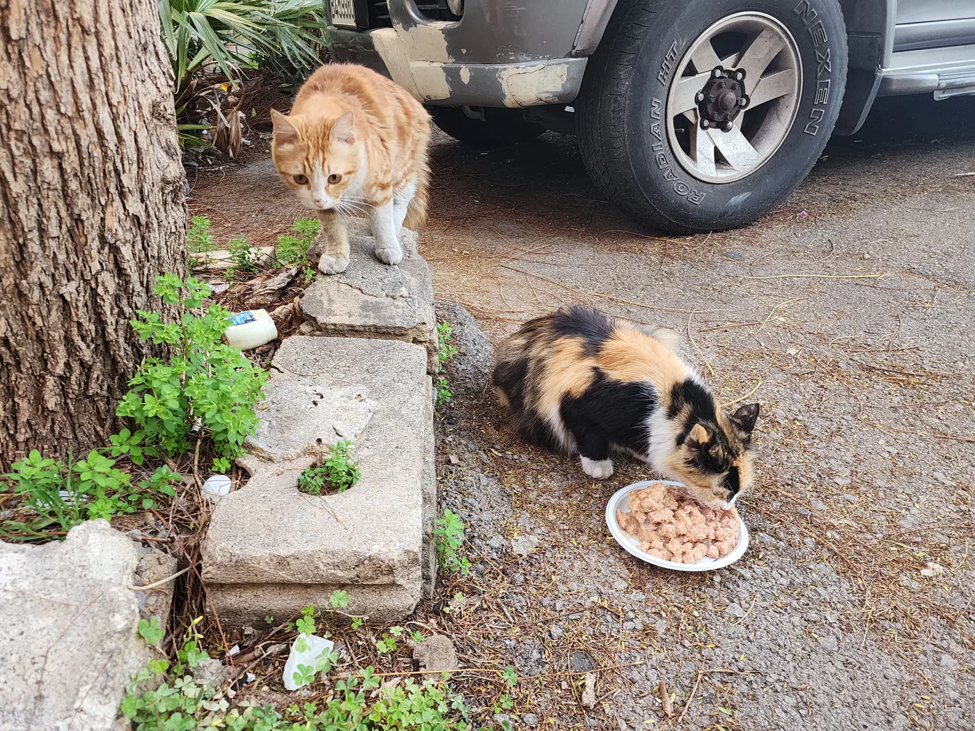 Withdraw USDT from an exchange to stray cats surgery