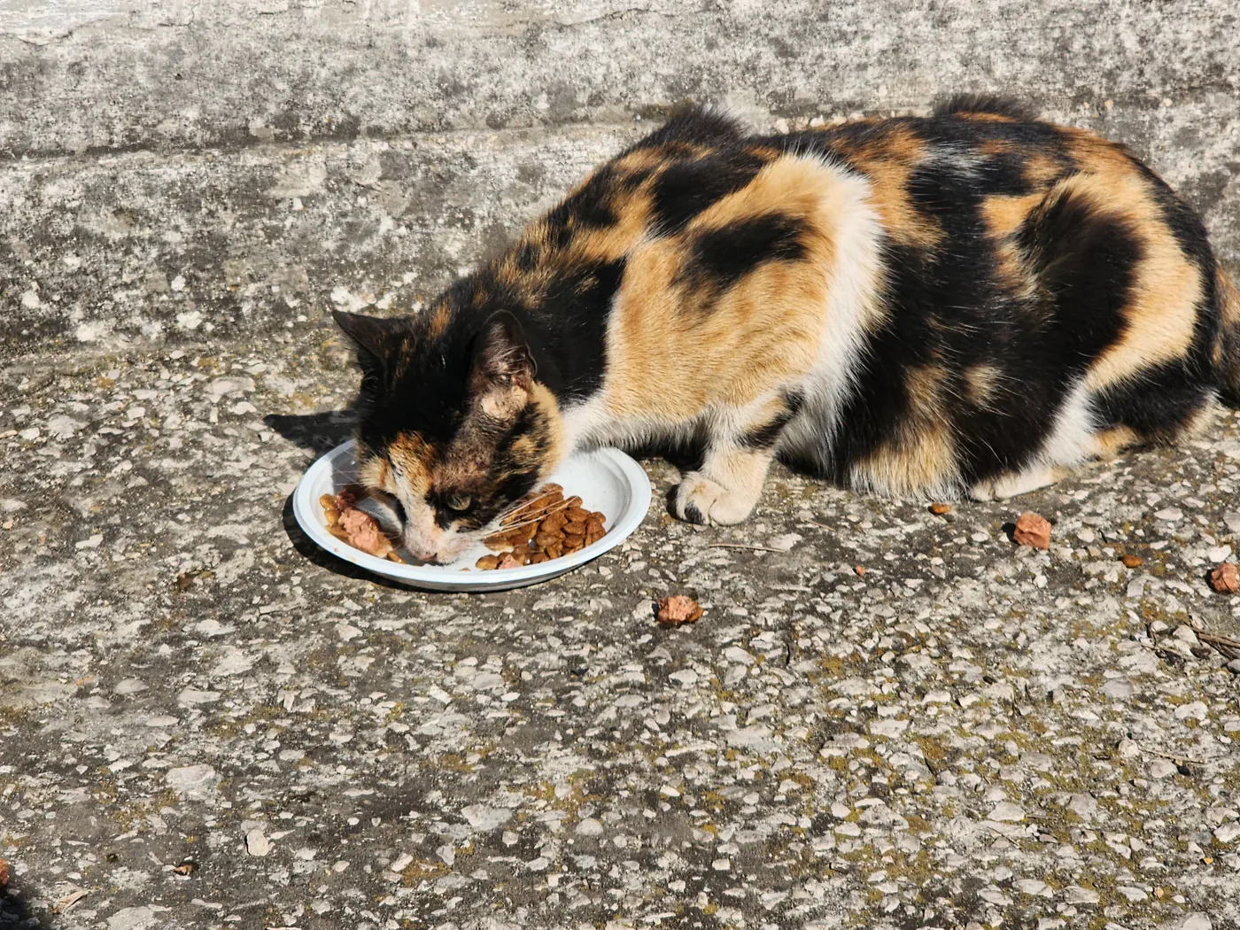Copy the Bitcoin wallet to help stray cats with spay-neuter