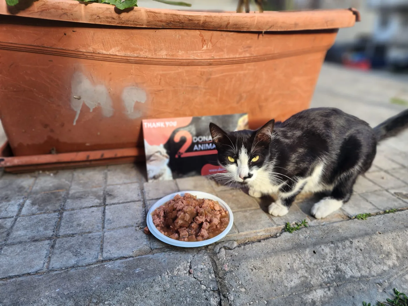 Donate Ethereum from your phone to street animals spay-neuter