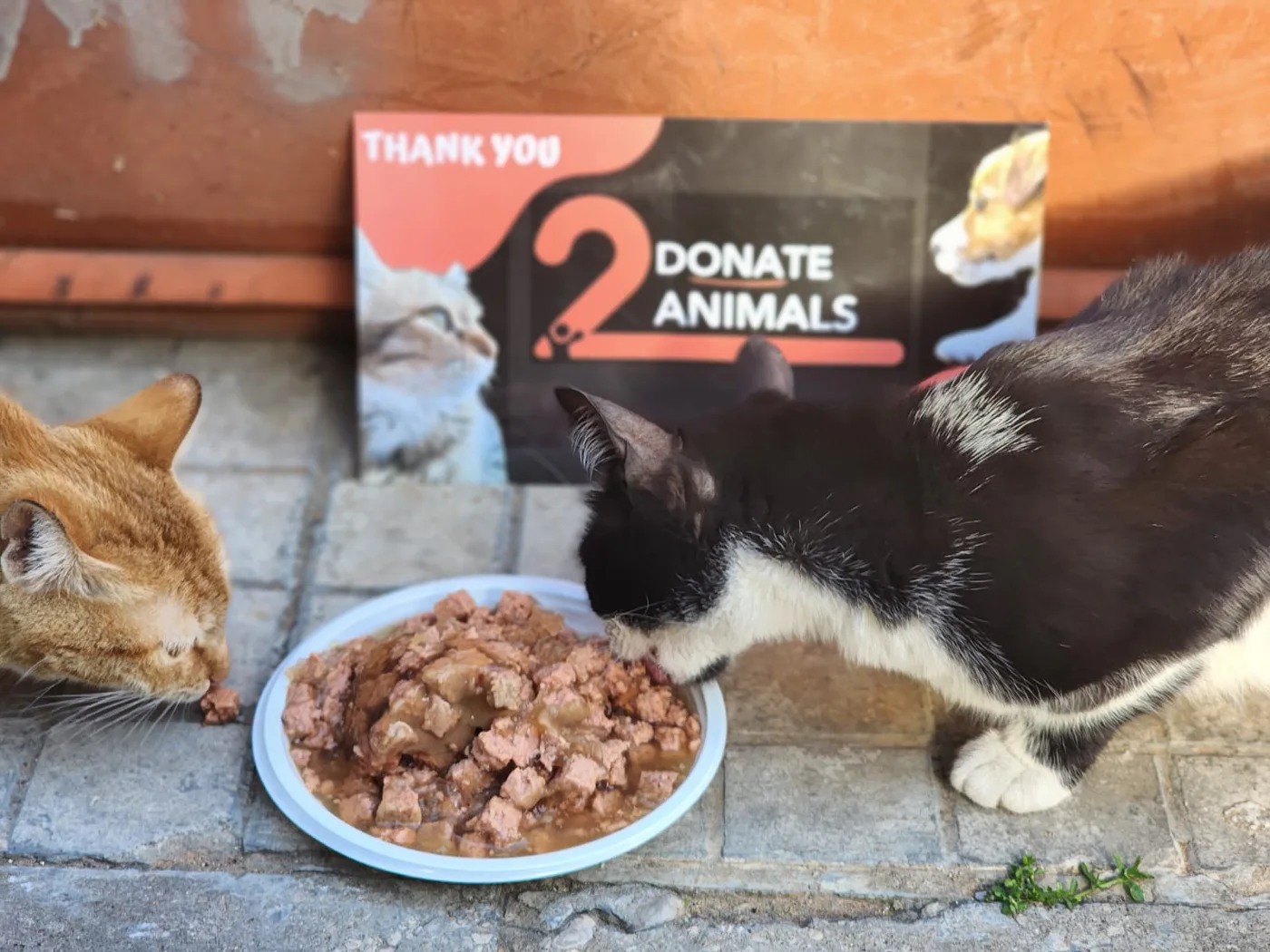 Scan a QR to donate USDT to street animals (general)