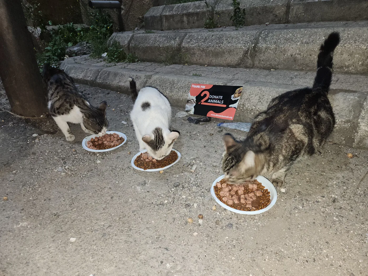 Copy the Ethereum wallet to help kittens with rescue