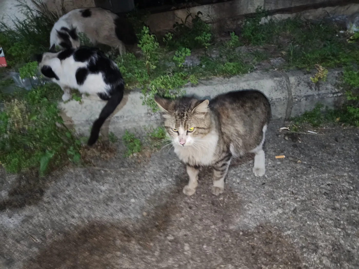 Donate TRX from your phone to street animals feeding