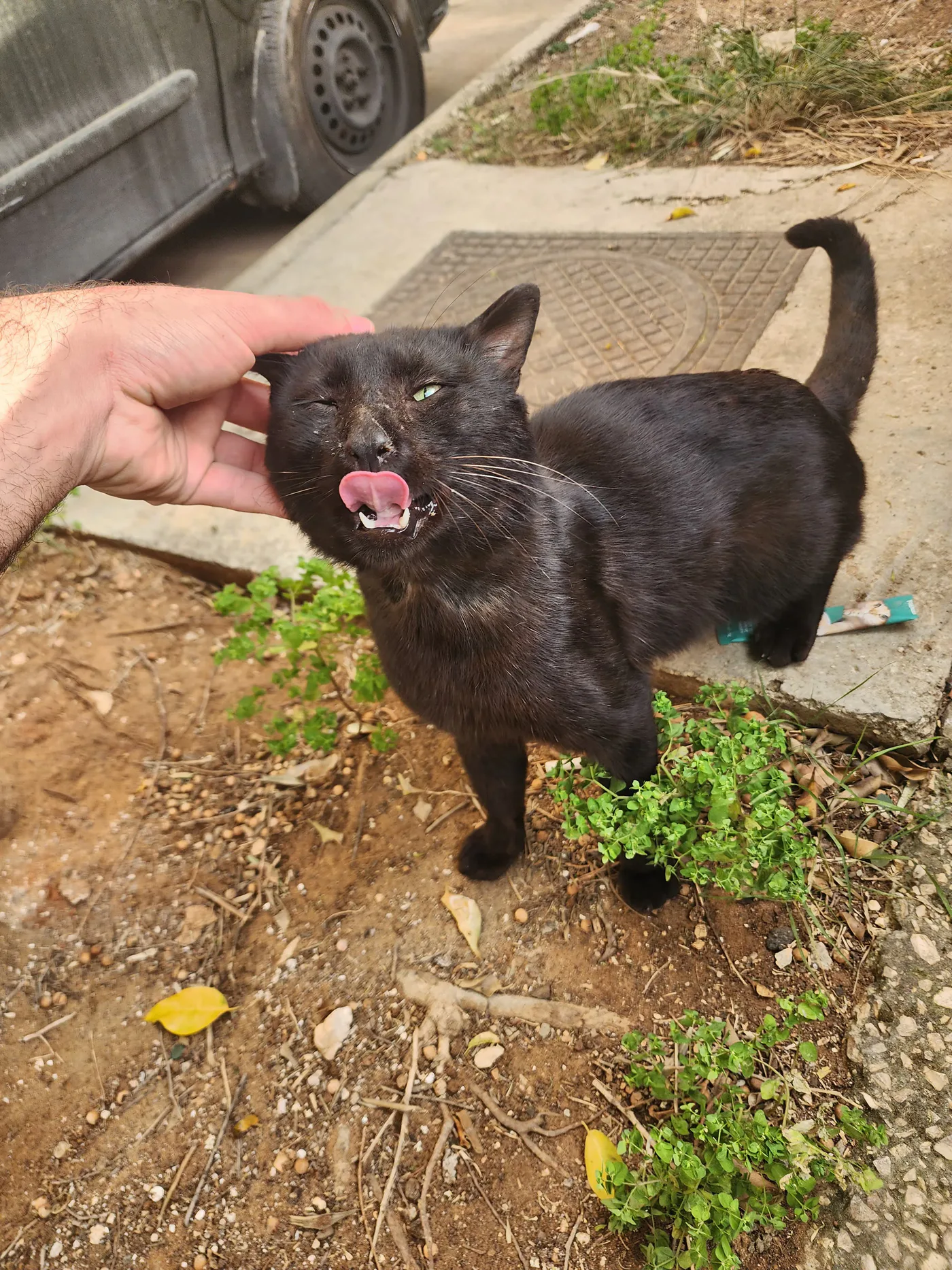 How to donate Ethereum to feeding, rescue, surgery, and spay as needed for kittens