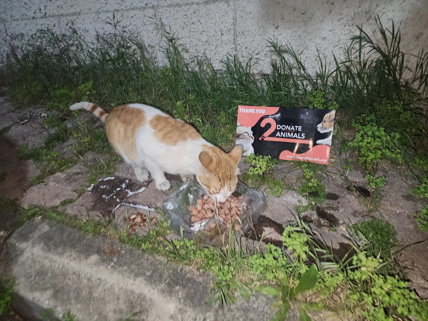 Stray cat or dog helped by donations