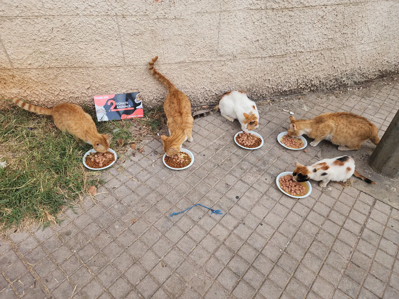 Copy the TRX wallet to help injured cats with general