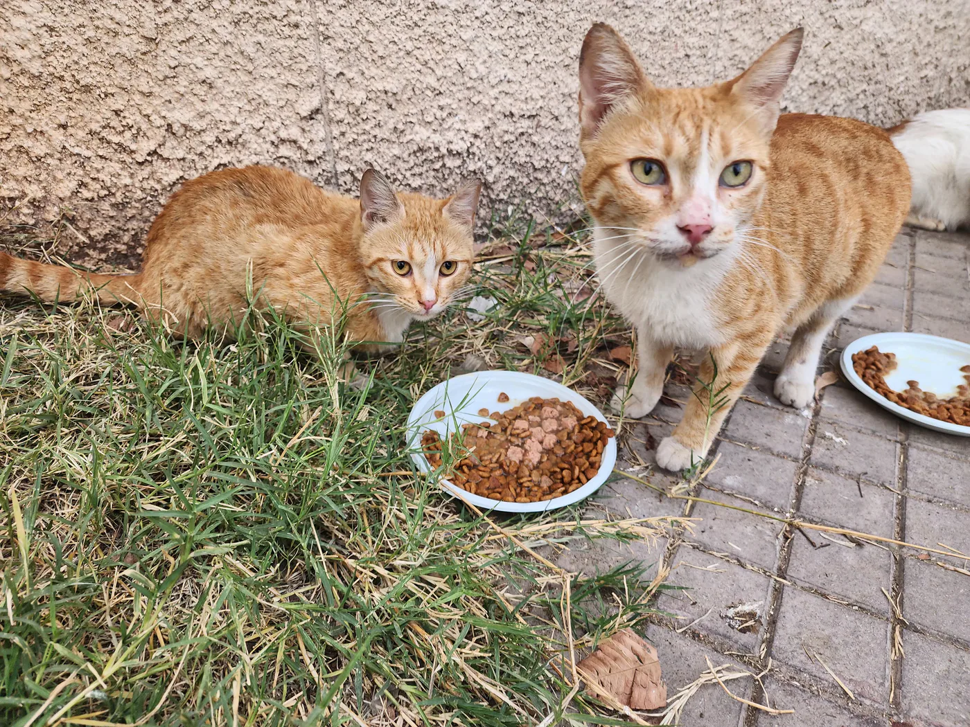 TRX emergency gift for stray cats general