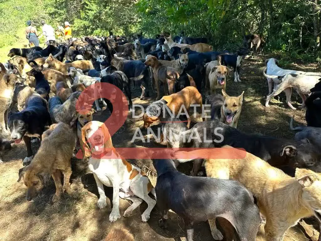 Copy the Bitcoin wallet to help injured dogs with spay-neuter