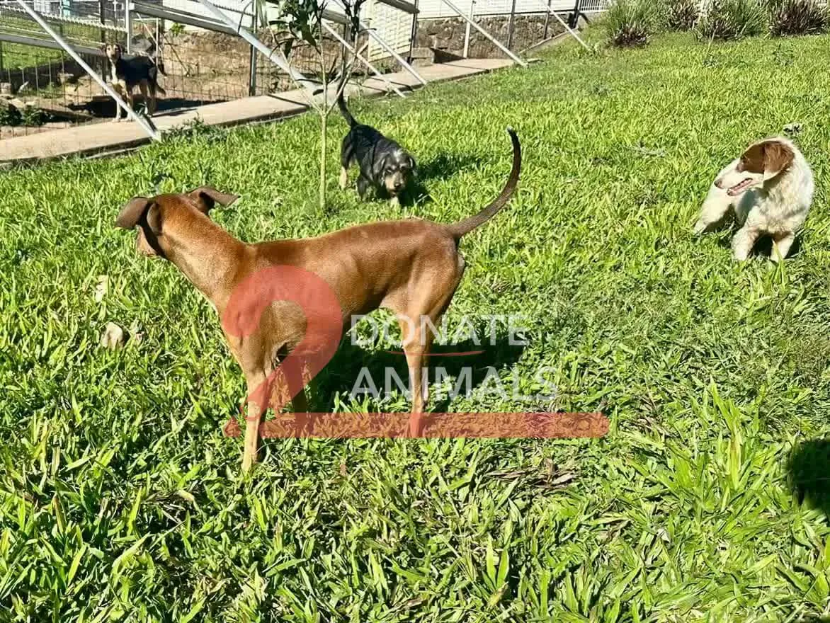 USDT emergency gift for injured dogs spay-neuter