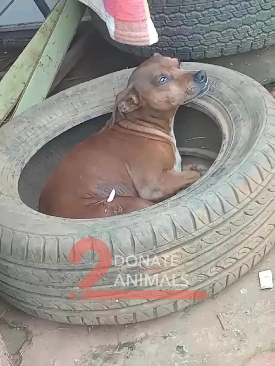 Aylık crypto donation for stray dogs general