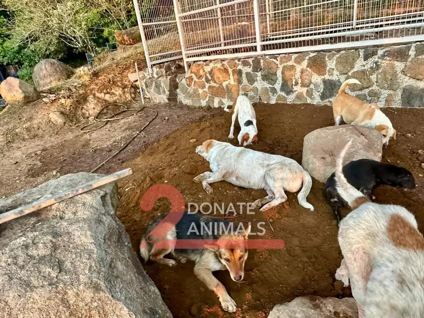 Donate Ethereum to stray dogs surgery from another country