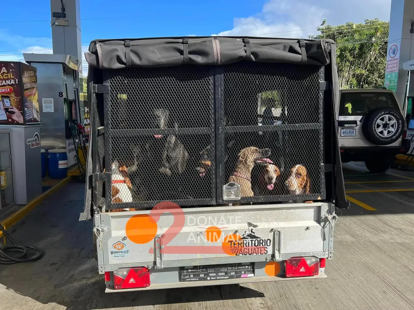 Donate Bitcoin from your phone to pets surgery