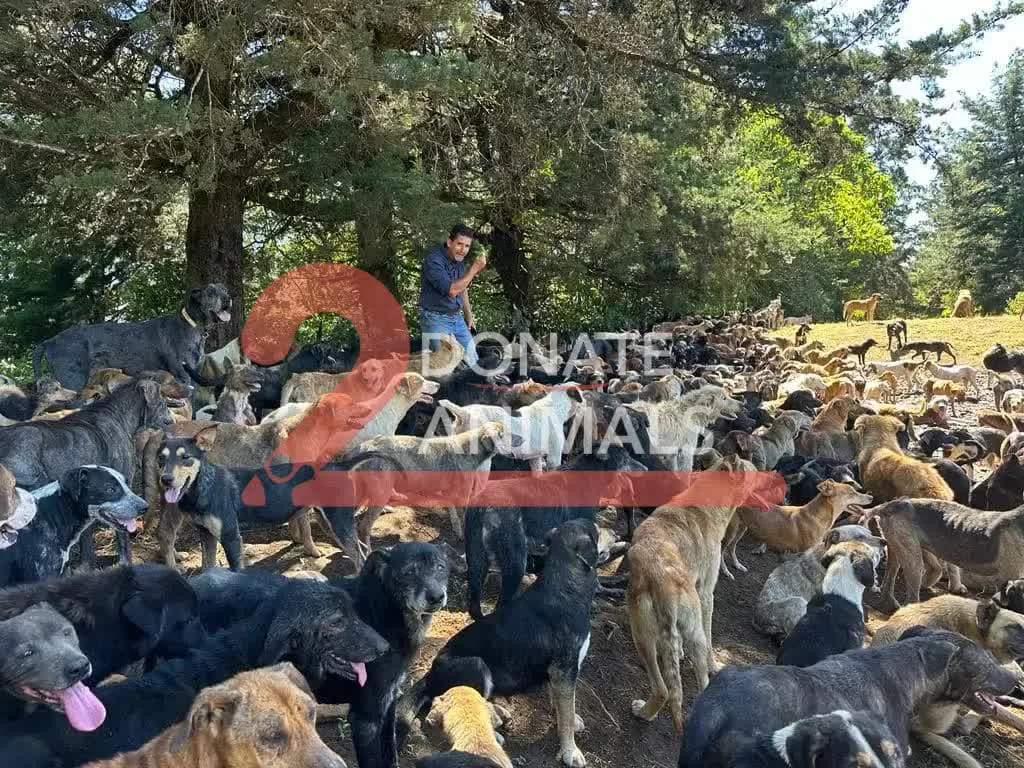 Donate USDT to stray dogs spay-neuter from another country