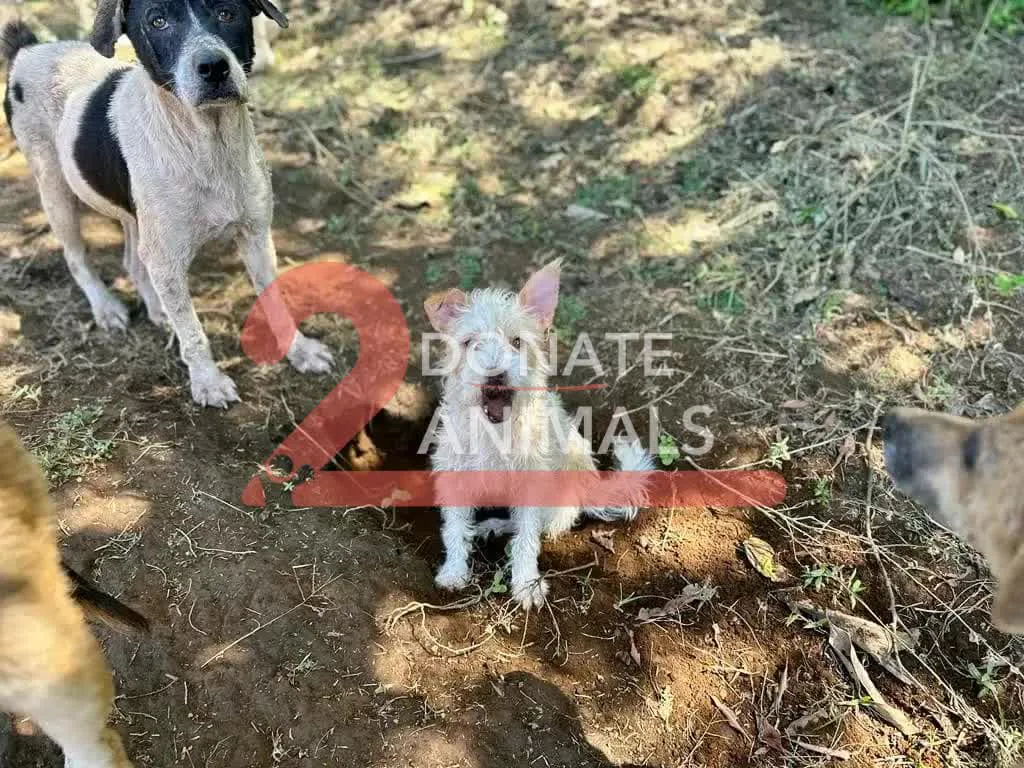 Donate TRX to puppies spay-neuter from another country