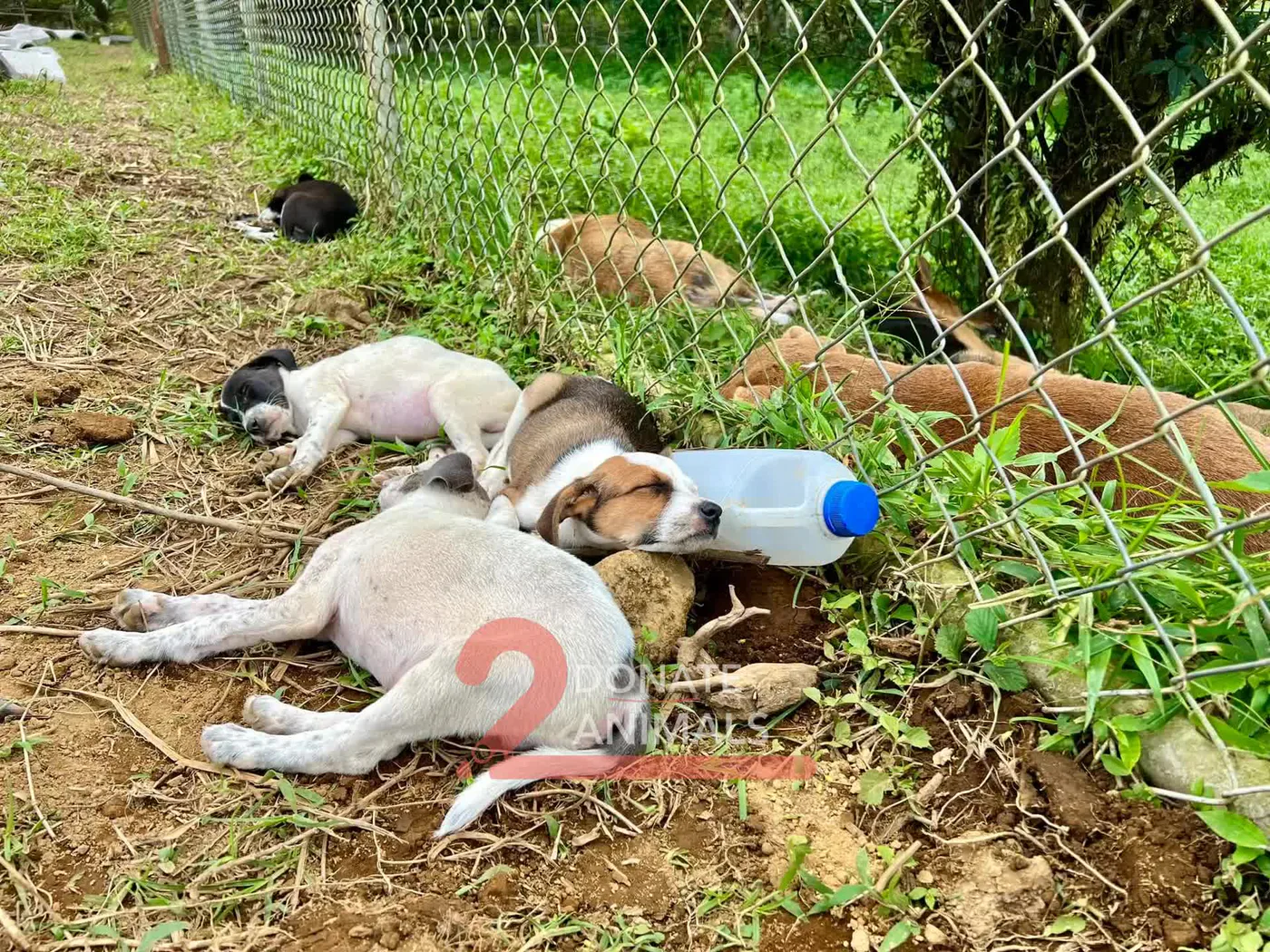 Stray cat or dog helped by donations