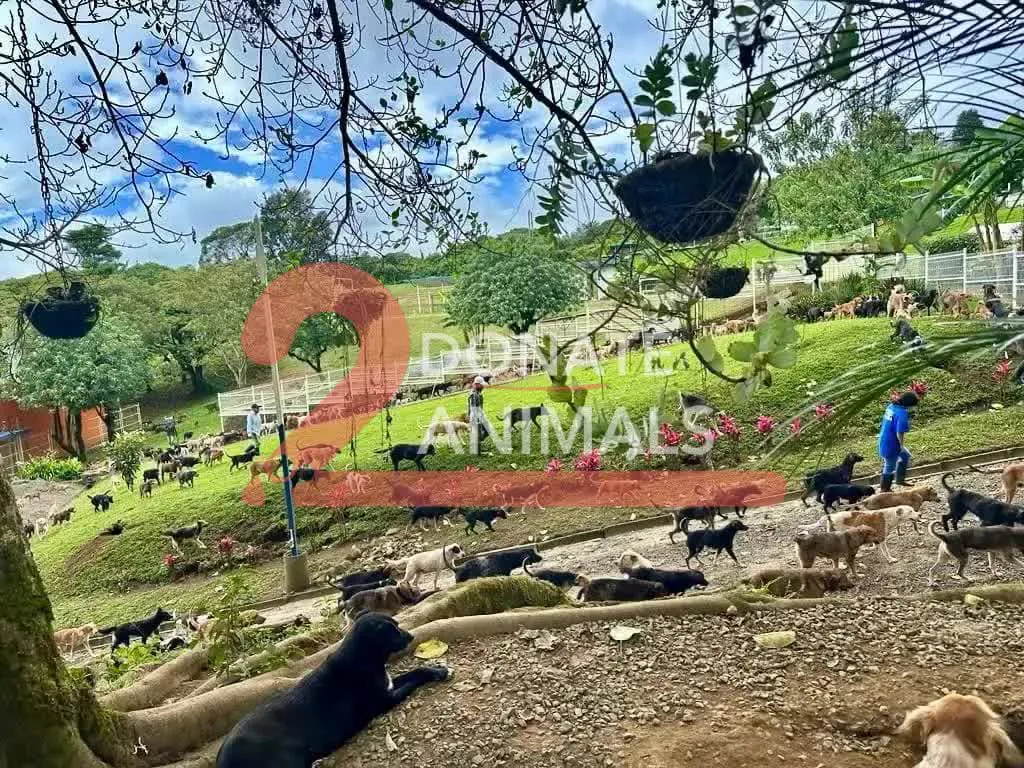 Donate USDC to stray dogs rescue from another country