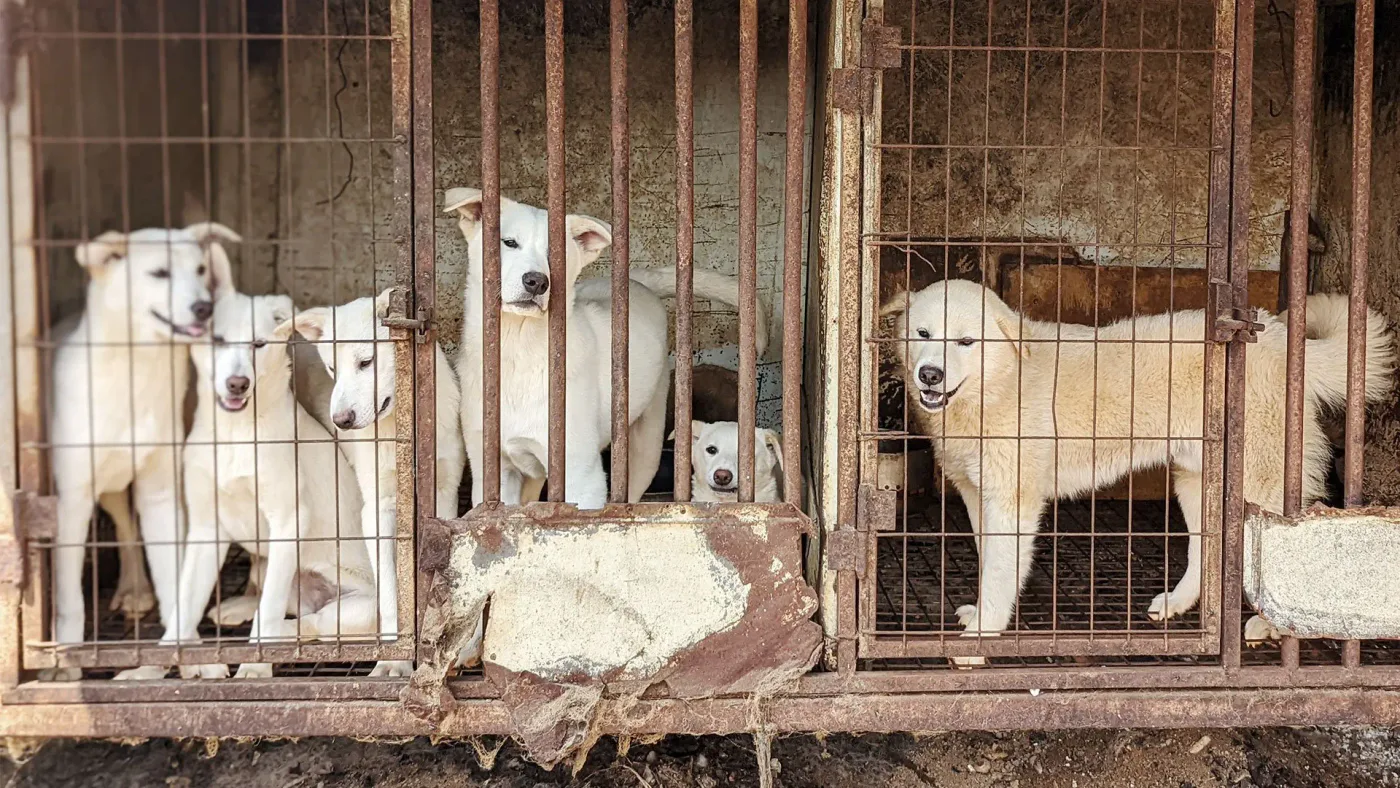Small crypto donation to general for puppies