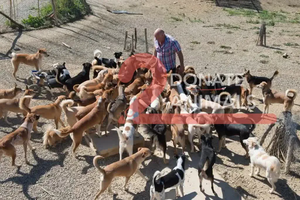 Donate crypto for an injured dog emergency — field photo