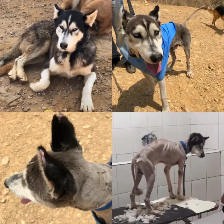تم إنقاذ ثعلب وهو يتعافى