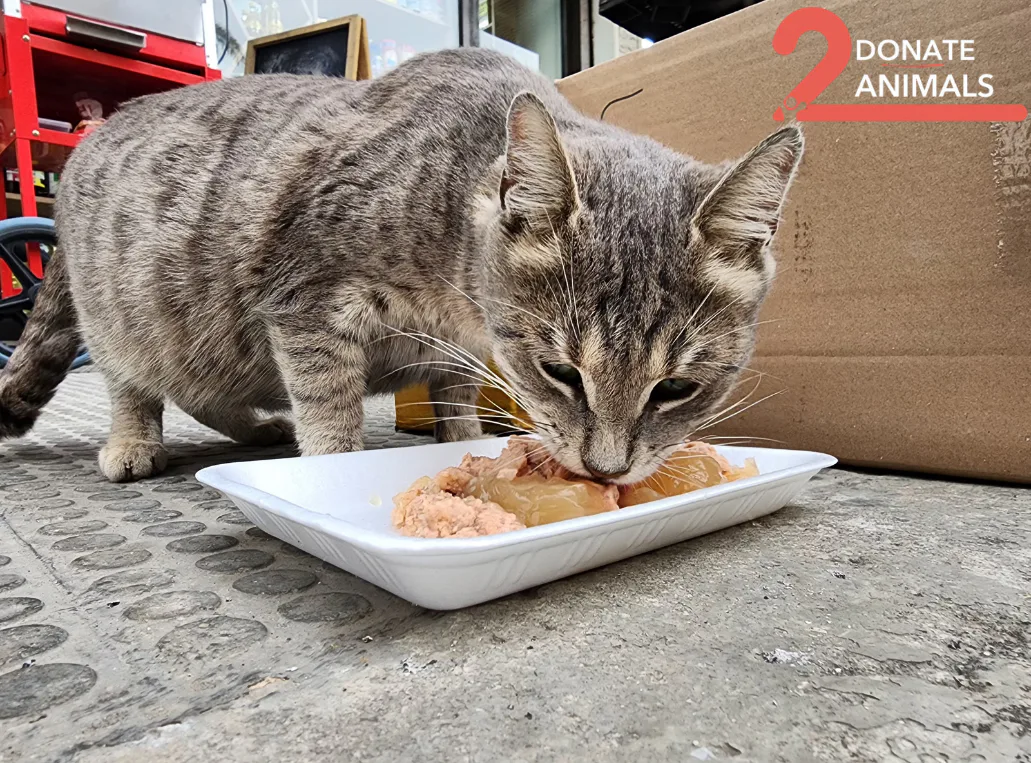 Withdraw USDC from an exchange to stray cats feeding
